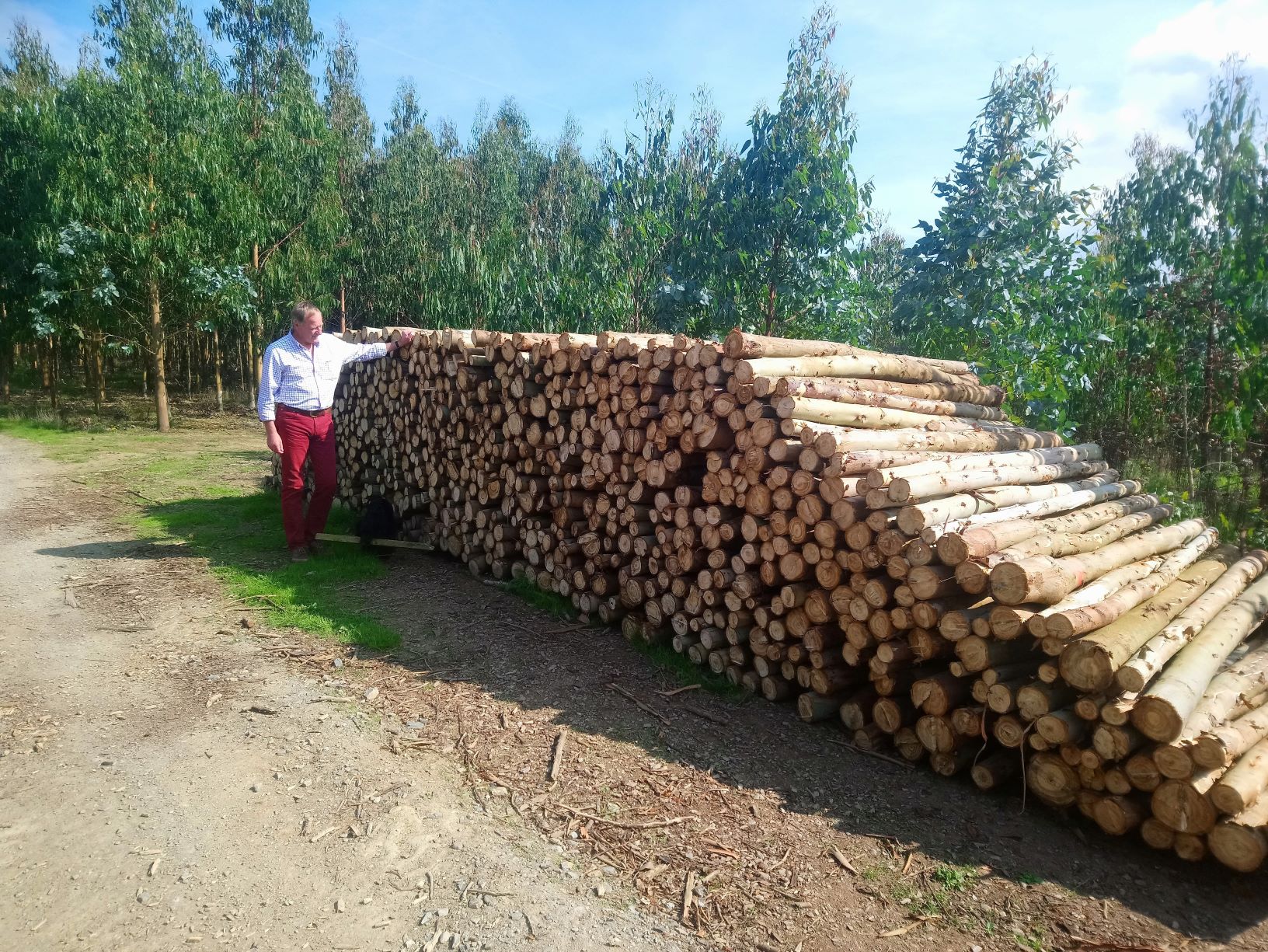 Fast Growing Trees for Firewood: Best Options for a Sustainable Fuel Source.