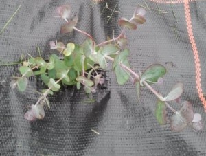 Eucalyptus glaucescens seedling.