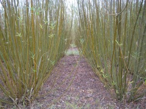 Short rotation coppice