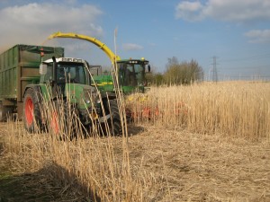 Miscanthus harvesting