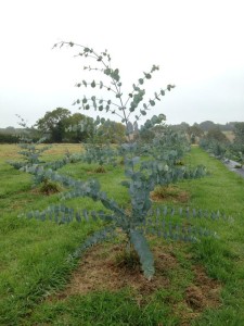 6 month old Eucalyptus glaucescens