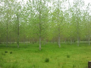 Single stemmed poplar planted as short rotation forestry. 