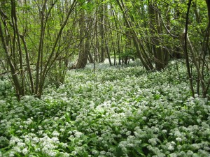 Sweet chestnut coppice.