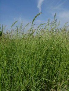 Switchgrass variety 'Bamse'.  Photo courtesy of Alison Barrow, Senova Ltd