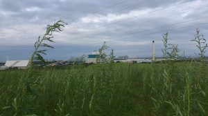 The Iggesund Paperboard CHP plant and a local SRC plantation. 