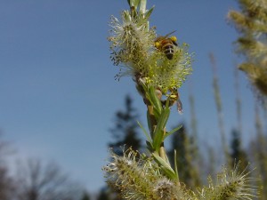 Bees need early sources of pollen to help rear young. SRC willows provide an abundant source in late winter and early spring. 