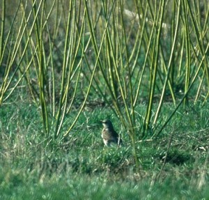 Fieldfare overwintering in SRC  plantation