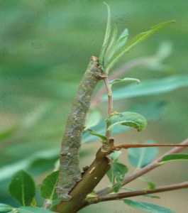 Feathered Thorn caterpillar on SRC willow