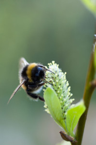 Bees also need nectar. This bumblebee is feeding from a female willow catkin. (Image courtesy Jason Ingram www.jasoningram.co.uk)