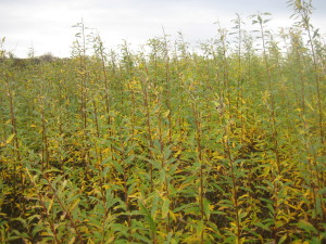 One year growth of SRC willow variety Terra Nova. This variety has leaves right down to the bottom of its shoots and keeps it leaves late into December. Increased vegetation roughness and flood mitigation potential of coppiced trees could be selected for in breeding programmes. 