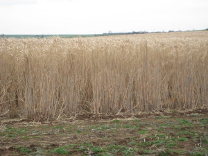 5 year old native woodland (top) has a vastly inferior hydraulic roughness to 5 year old crops of SRC (middle) and miscanthus (bottom)