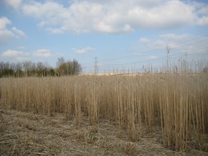 The report suggests that more land could be made available for perennial energy crops  like miscanthus increasing food crop yields, reductions in food waste and changes to eating habits (reduction in meat and dairy consumption). 