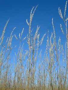 The biomass willow variety Loden can produce over 400 catkins on each coppice stool aged 2-3 years. (Image courtesy of Stg Larsson)