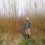 Short Rotation Coppice (SRC) willow self supply at Gurteen College, Co. Tipperary