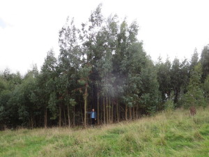 Fast growing trees like these 5 year old Eucalyptus glaucescens are eligible for Woodland Creation Grants