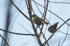 Siskin in SRC willow crop