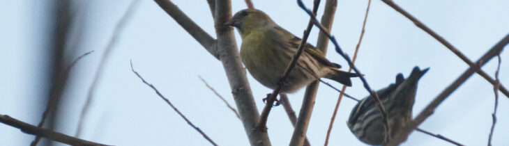 Siskin in SRC willow crop